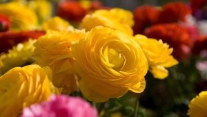 yellow-rose-widescreen-wallpaper